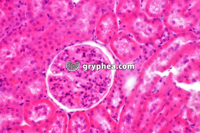 Glomérule Rein x100 - gryphea.com